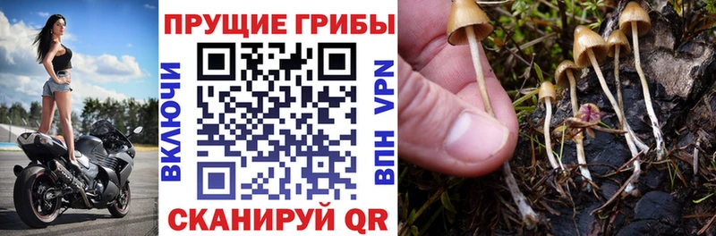 Галлюциногенные грибы мухоморы  цены   Усть-Джегута 
